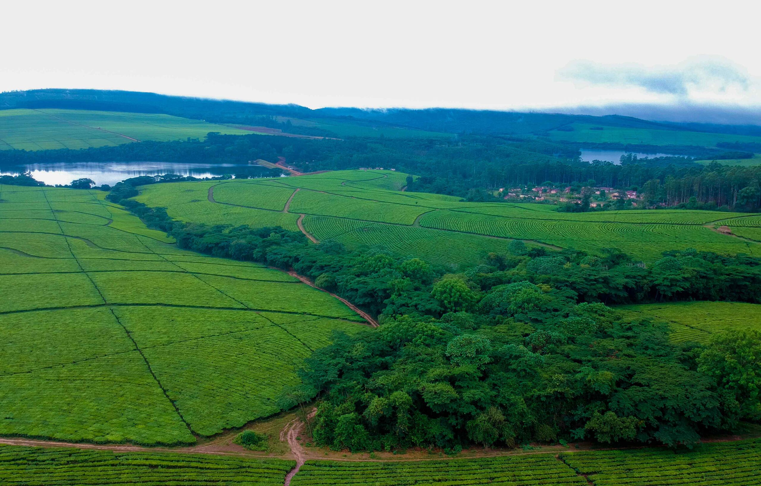 Tea Fields and Natural Forest